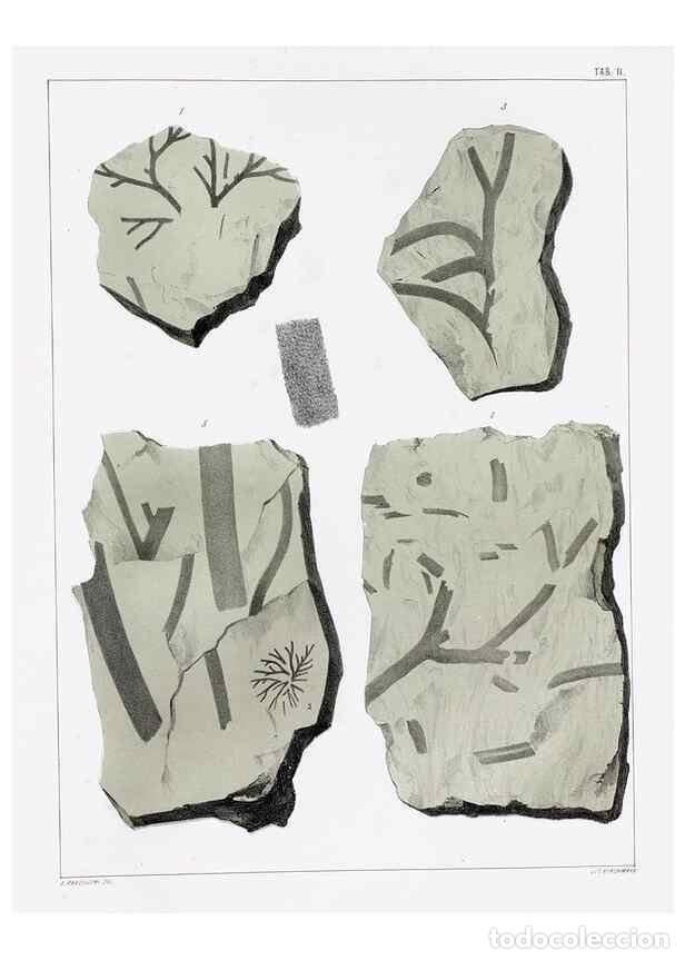 Sammeln von Zeitschriften und Zeitungen: Reproducci&oacute;n/Reproduction 7294192012: Flora fossilis formationis oolithicae =. Padova :Tip. del Semi