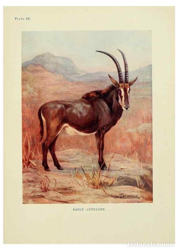 Sammeln von Zeitschriften und Zeitungen: Reproducci&oacute;n/Reproduction 7335342224: The book of the animal kingdom.. London,J. M. Dent & sons, ltd