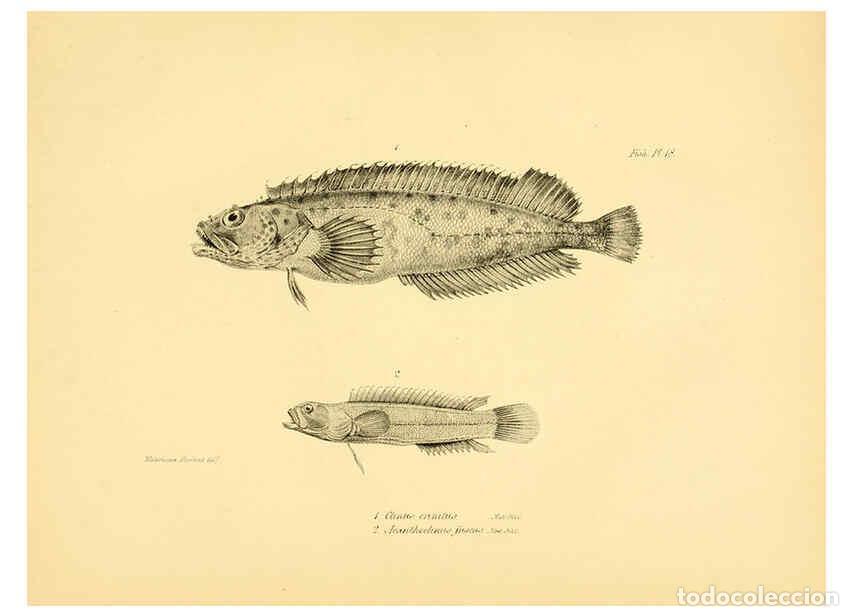 Sammeln von Zeitschriften und Zeitungen: Reproducci&oacute;n/Reproduction 5984927975: The zoology of the voyage of H.M.S. Beagle, pt.4 London,Smith,