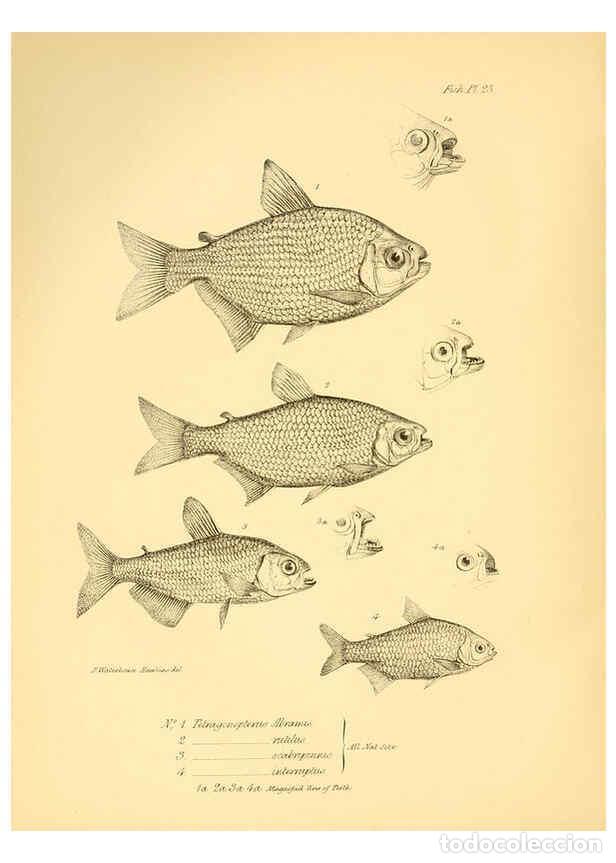 Collection Magazines and Newspapers: Reproducci&oacute;n/Reproduction 5984929223: The zoology of the voyage of H.M.S. Beagle, pt.4 London,Smith,