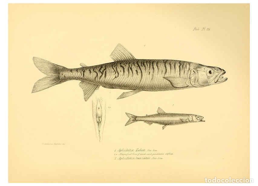 Sammeln von Zeitschriften und Zeitungen: Reproducci&oacute;n/Reproduction 5985491420: The zoology of the voyage of H.M.S. Beagle, pt.4 London,Smith,