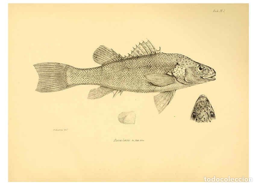 Sammeln von Zeitschriften und Zeitungen: Reproducci&oacute;n/Reproduction 5984923817: The zoology of the voyage of H.M.S. Beagle, pt.4 London,Smith,