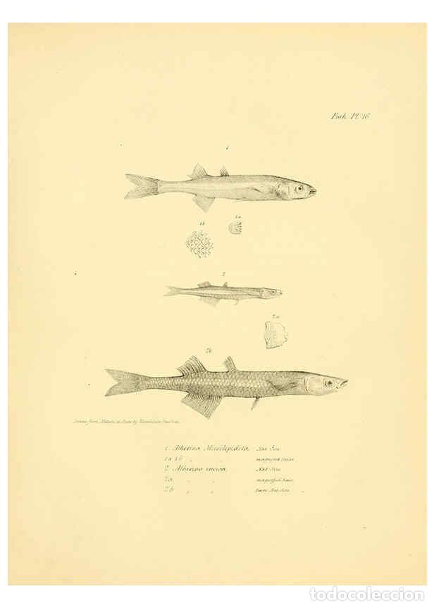 Colecionismo de Revistas e Jornais: Reproducci&oacute;n/Reproduction 5985489614: The zoology of the voyage of H.M.S. Beagle, pt.4 London,Smith,