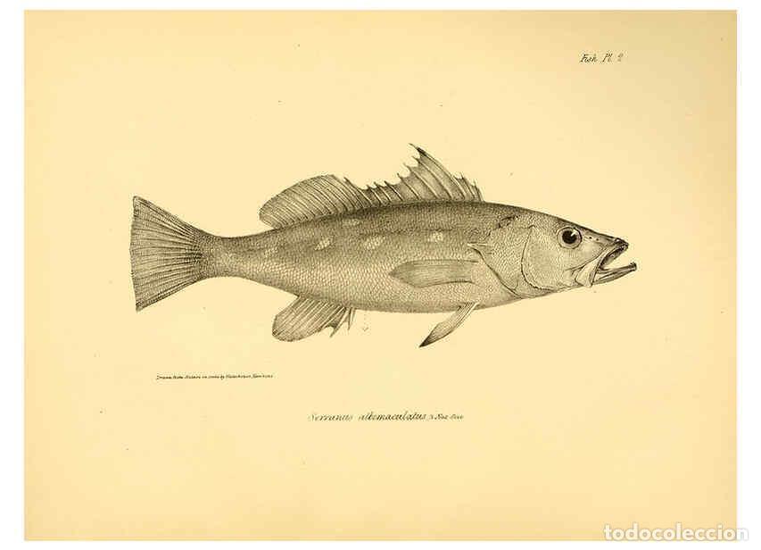 Sammeln von Zeitschriften und Zeitungen: Reproducci&oacute;n/Reproduction 5984924089: The zoology of the voyage of H.M.S. Beagle, pt.4 London,Smith,