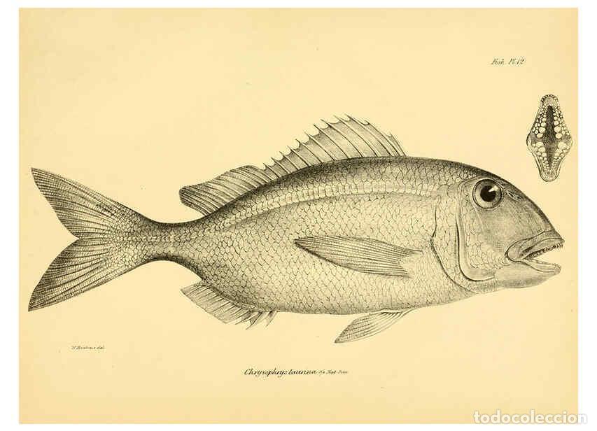 Collection Magazines and Newspapers: Reproducci&oacute;n/Reproduction 5984926677: The zoology of the voyage of H.M.S. Beagle, pt.4 London,Smith,