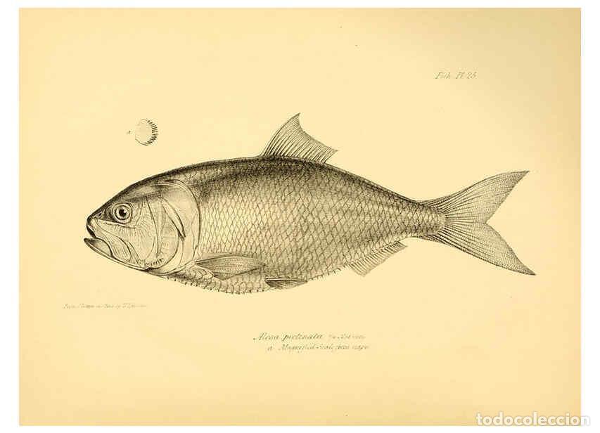 Colecionismo de Revistas e Jornais: Reproducci&oacute;n/Reproduction 5985491730: The zoology of the voyage of H.M.S. Beagle, pt.4 London,Smith,