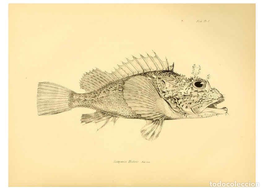 Sammeln von Zeitschriften und Zeitungen: Reproducci&oacute;n/Reproduction 5984925511: The zoology of the voyage of H.M.S. Beagle, pt.4 London,Smith,