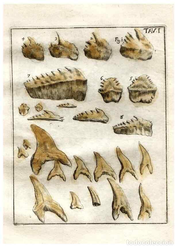 Sammeln von Zeitschriften und Zeitungen: Reproducci&oacute;n/Reproduction 7216142288: De corporibus marinis lapidescentibus qu&aelig; defossa reperiuntur