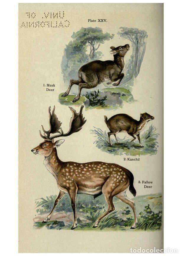 Sammeln von Zeitschriften und Zeitungen: Reproducci&oacute;n/Reproduction 5985367144: The handy natural history Boston,R.G. Badger, The Gorham press