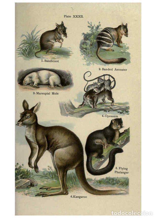 Sammeln von Zeitschriften und Zeitungen: Reproducci&oacute;n/Reproduction 5984805767: The handy natural history Boston,R.G. Badger, The Gorham press