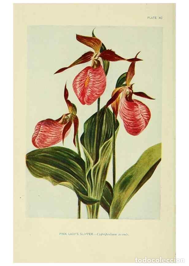 Sammeln von Zeitschriften und Zeitungen: Reproducci&oacute;n/Reproduction 7248301888: How to know the wild flowers :. New York :Scribner's,1893. - P