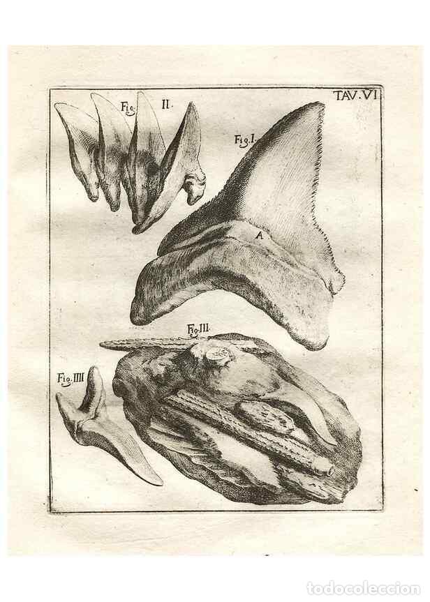 Sammeln von Zeitschriften und Zeitungen: Reproducci&oacute;n/Reproduction 7216149066: De corporibus marinis lapidescentibus qu&aelig; defossa reperiuntur