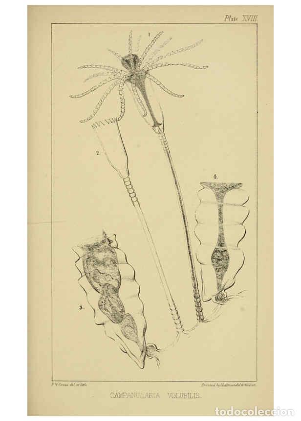 Sammeln von Zeitschriften und Zeitungen: Reproducci&oacute;n/Reproduction 5980718199: A naturalist's rambles on the Devonshire coast London :John Va