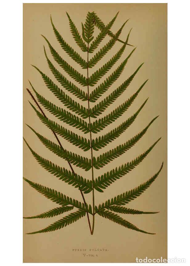 Sammeln von Zeitschriften und Zeitungen: Reproducci&oacute;n/Reproduction 5984863675: Ferns: British and exotic V.4 London,Groombridge and Sons,1856