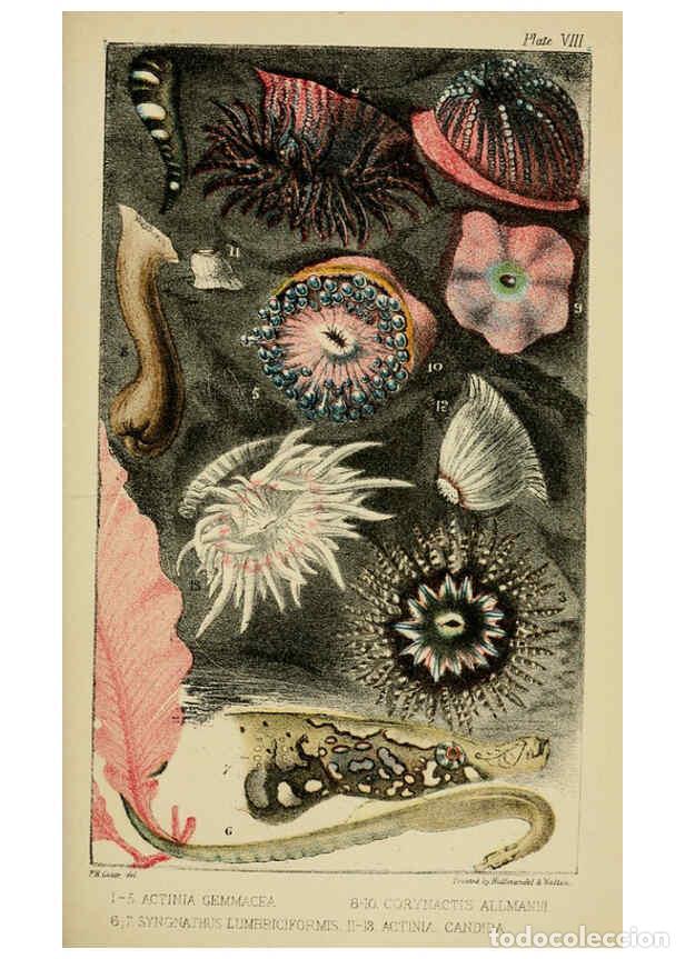 Sammeln von Zeitschriften und Zeitungen: Reproducci&oacute;n/Reproduction 5980716789: A naturalist's rambles on the Devonshire coast London :John Va