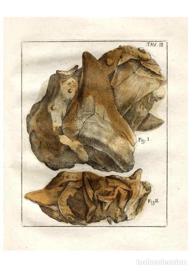 Sammeln von Zeitschriften und Zeitungen: Reproducci&oacute;n/Reproduction 7216145180: De corporibus marinis lapidescentibus qu&aelig; defossa reperiuntur