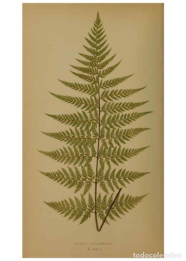Sammeln von Zeitschriften und Zeitungen: Reproducci&oacute;n/Reproduction 5984864963: Ferns: British and exotic V.4 London,Groombridge and Sons,1856