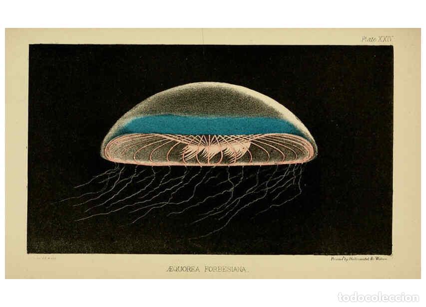 Sammeln von Zeitschriften und Zeitungen: Reproducci&oacute;n/Reproduction 5981277480: A naturalist's rambles on the Devonshire coast London :John Va