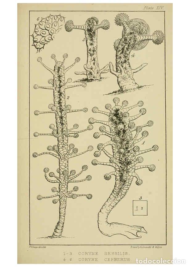 Sammeln von Zeitschriften und Zeitungen: Reproducci&oacute;n/Reproduction 5980717579: A naturalist's rambles on the Devonshire coast London :John Va