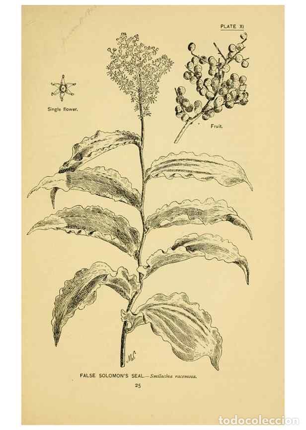 Sammeln von Zeitschriften und Zeitungen: Reproducci&oacute;n/Reproduction 7248308142: How to know the wild flowers :. New York :Scribner's,1893. - P