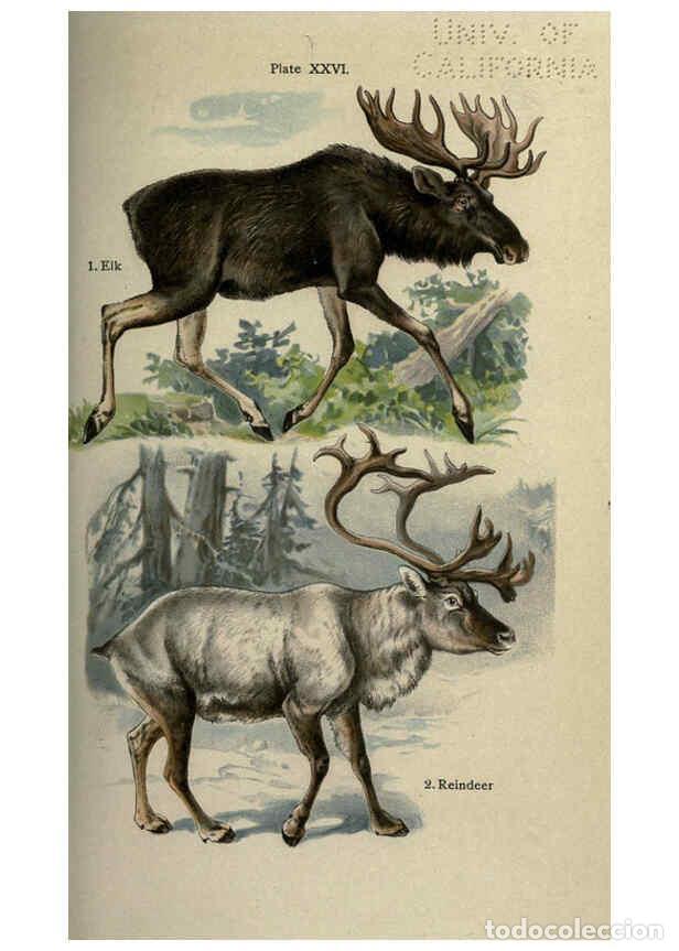 Sammeln von Zeitschriften und Zeitungen: Reproducci&oacute;n/Reproduction 5984804307: The handy natural history Boston,R.G. Badger, The Gorham press