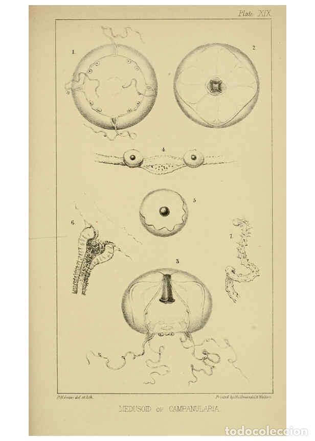 Sammeln von Zeitschriften und Zeitungen: Reproducci&oacute;n/Reproduction 5980718351: A naturalist's rambles on the Devonshire coast London :John Va