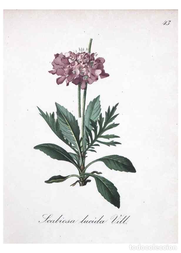 Sammeln von Zeitschriften und Zeitungen: Reproducci&oacute;n/Reproduction 7215978616: Die Alpenpflanzen nach der Natur gemalt /. Prag :F. Tempsky,18