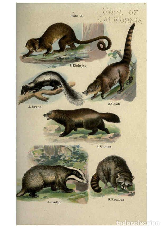 Sammeln von Zeitschriften und Zeitungen: Reproducci&oacute;n/Reproduction 5984800047: The handy natural history Boston,R.G. Badger, The Gorham press