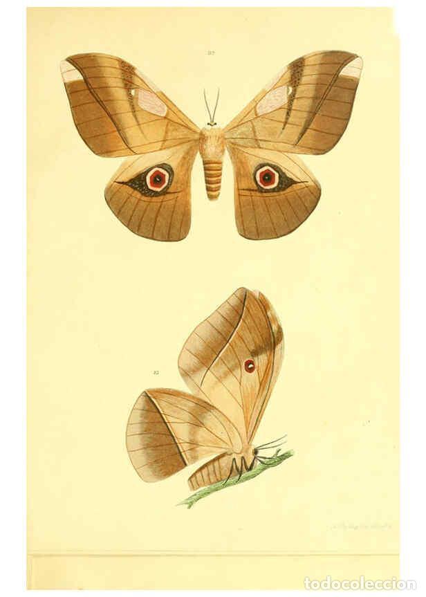 Collection Magazines and Newspapers: Reproducci&oacute;n/Reproduction 5981252446: Beitr&auml;ge zur Schmetterlingskunde Elberfeld :[s.n.],1872 - J. P