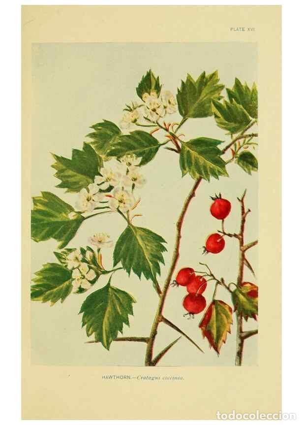 Collection Magazines and Newspapers: Reproducci&oacute;n/Reproduction 7248311036: How to know the wild flowers :. New York :Scribner's,1893. - P