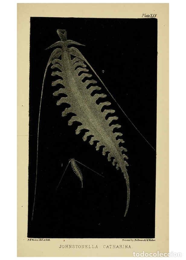 Sammeln von Zeitschriften und Zeitungen: Reproducci&oacute;n/Reproduction 5980719239: A naturalist's rambles on the Devonshire coast London :John Va