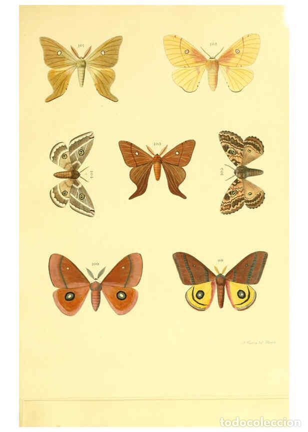 Sammeln von Zeitschriften und Zeitungen: Reproducci&oacute;n/Reproduction 5980694841: Beitr&auml;ge zur Schmetterlingskunde Elberfeld :[s.n.],1872 - J. P