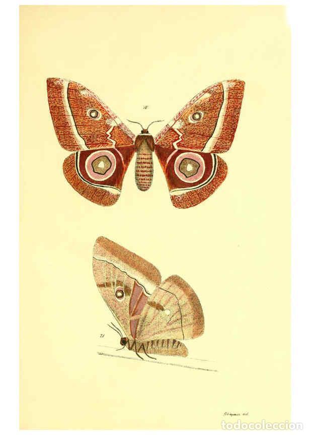 Sammeln von Zeitschriften und Zeitungen: Reproducci&oacute;n/Reproduction 5981251860: Beitr&auml;ge zur Schmetterlingskunde Elberfeld :[s.n.],1872 - J. P