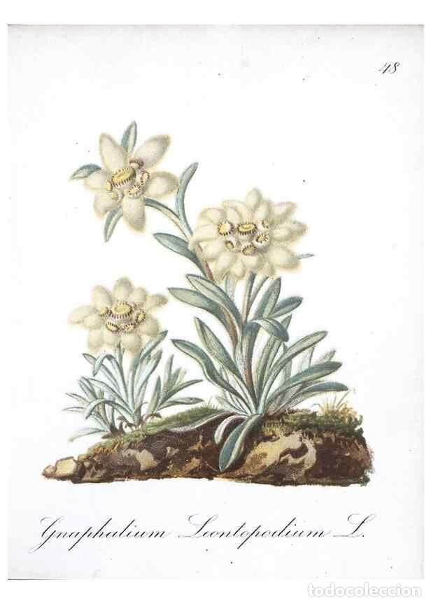 Sammeln von Zeitschriften und Zeitungen: Reproducci&oacute;n/Reproduction 7215984782: Die Alpenpflanzen nach der Natur gemalt /. Prag :F. Tempsky,18