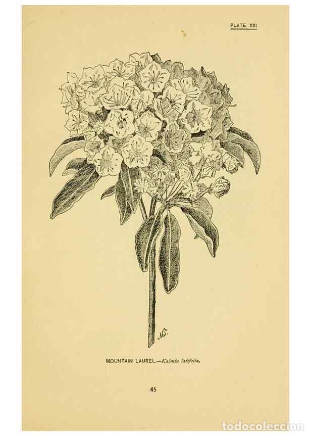 Sammeln von Zeitschriften und Zeitungen: Reproducci&oacute;n/Reproduction 7248313846: How to know the wild flowers :. New York :Scribner's,1893. - P