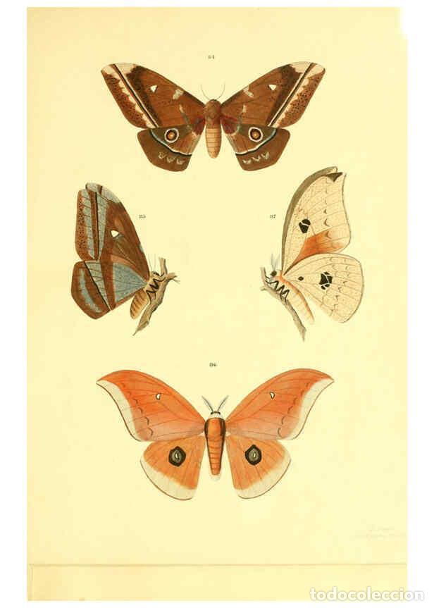 Sammeln von Zeitschriften und Zeitungen: Reproducci&oacute;n/Reproduction 5981252578: Beitr&auml;ge zur Schmetterlingskunde Elberfeld :[s.n.],1872 - J. P