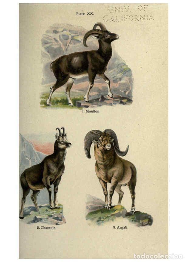 Collection Magazines and Newspapers: Reproducci&oacute;n/Reproduction 5985365854: The handy natural history Boston,R.G. Badger, The Gorham press