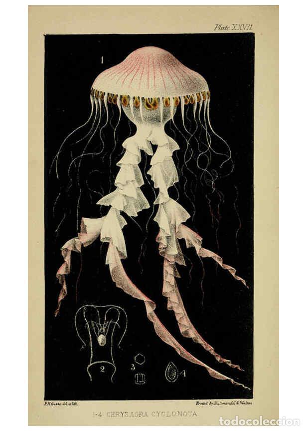 Collection Magazines and Newspapers: Reproducci&oacute;n/Reproduction 5980712221: A naturalist's rambles on the Devonshire coast London :John Va