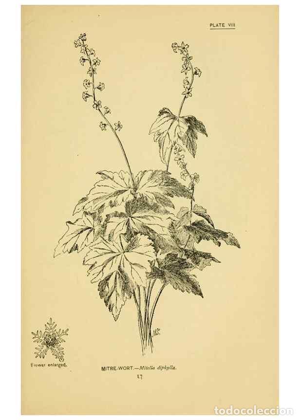 Collection Magazines and Newspapers: Reproducci&oacute;n/Reproduction 7248306392: How to know the wild flowers :. New York :Scribner's,1893. - P