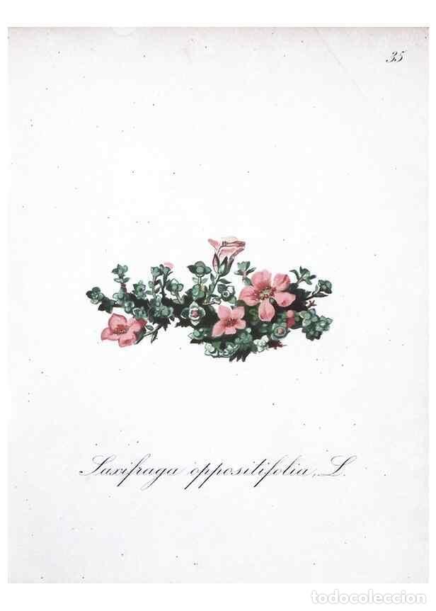 Collection Magazines and Newspapers: Reproducci&oacute;n/Reproduction 7215967960: Die Alpenpflanzen nach der Natur gemalt /. Prag :F. Tempsky,18