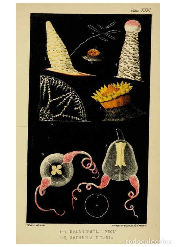 Collection Magazines and Newspapers: Reproducci&oacute;n/Reproduction 5980719525: A naturalist's rambles on the Devonshire coast London :John Va