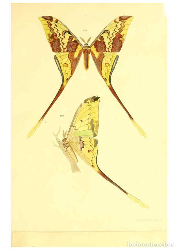 Collection Magazines and Newspapers: Reproducci&oacute;n/Reproduction 5981253332: Beitr&auml;ge zur Schmetterlingskunde Elberfeld :[s.n.],1872 - J. P