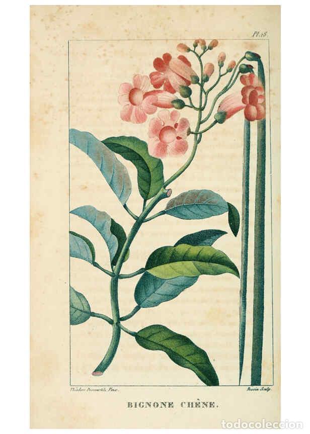 Collection Magazines and Newspapers: Reproducci&oacute;n/Reproduction 6004847035: Flore pittoresque et m&eacute;dicale des Antilles v.1 Paris Pichard,1