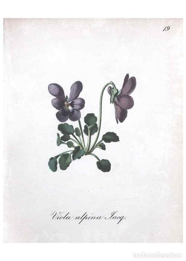 Collection Magazines and Newspapers: Reproducci&oacute;n/Reproduction 7215946278: Die Alpenpflanzen nach der Natur gemalt /. Prag :F. Tempsky,18