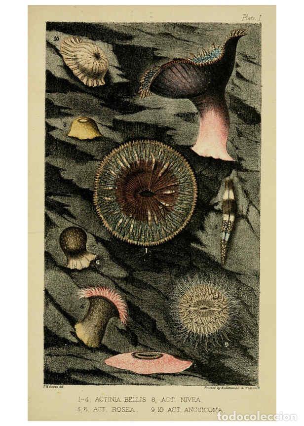 Collection Magazines and Newspapers: Reproducci&oacute;n/Reproduction 5981270830: A naturalist's rambles on the Devonshire coast London :John Va