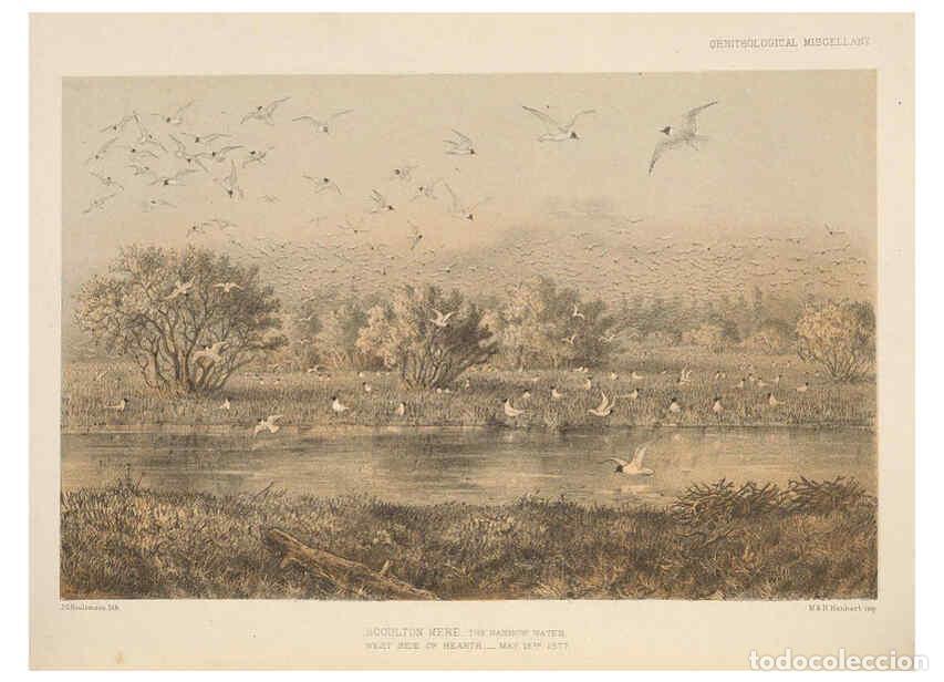 Collection Magazines and Newspapers: Reproducci&oacute;n/Reproduction 5982047510: Ornithological miscellany V.2 London :Tr&uuml;bner and Co., Bernard