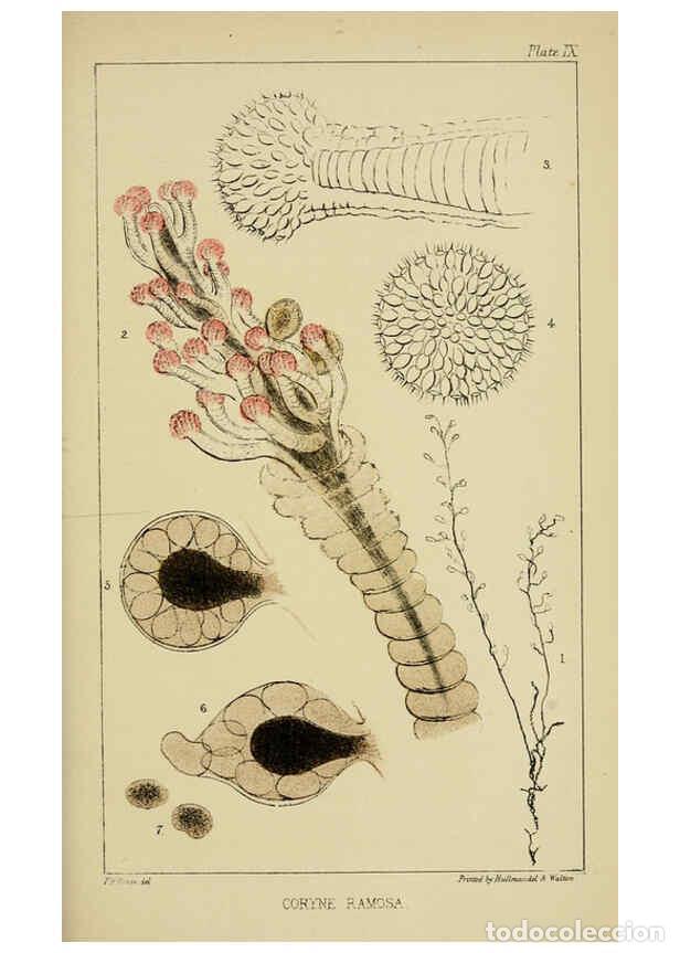 Collection Magazines and Newspapers: Reproducci&oacute;n/Reproduction 5981275358: A naturalist's rambles on the Devonshire coast London :John Va