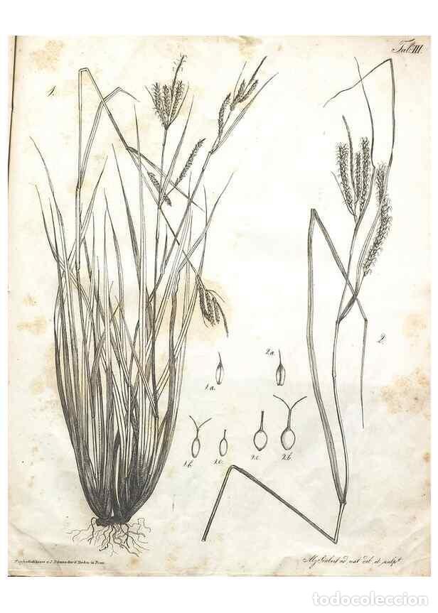 Collection Magazines and Newspapers: Reproducci&oacute;n/Reproduction 7216330366: Flora Azorica :. Bonnae :Apud A. Marcum,1844. - Hochstetter, C