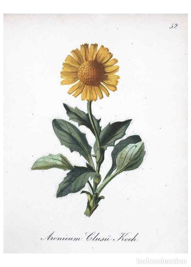 Collection Magazines and Newspapers: Reproducci&oacute;n/Reproduction 7215990044: Die Alpenpflanzen nach der Natur gemalt /. Prag :F. Tempsky,18