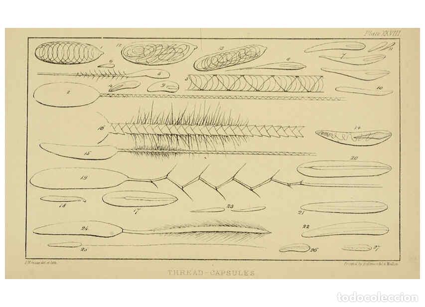 Collection Magazines and Newspapers: Reproducci&oacute;n/Reproduction 5981278452: A naturalist's rambles on the Devonshire coast London :John Va